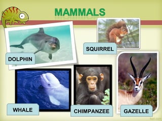 DOLPHIN
WHALE
SQUIRREL
CHIMPANZEE GAZELLE
