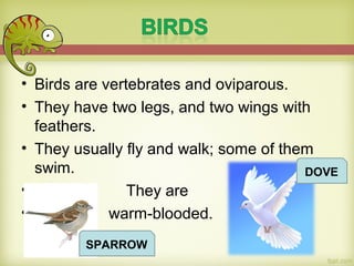• Birds are vertebrates and oviparous.
• They have two legs, and two wings with
feathers.
• They usually fly and walk; some of them
swim.
• They are
• warm-blooded.
SPARROW
DOVE
