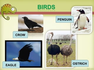 CROW
EAGLE
PENGUIN
OSTRICH
