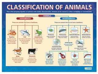 Animals classification | PPTX