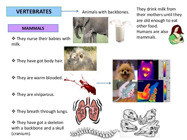 Animals classification