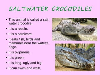 SALTWATER CROCODILES
● This animal is called a salt
water crocodile.
● It is a reptile.
● It is a carnivore.
● It eats fish, birds and
mammals near the water's
edge.
● It is oviparous.
● It is green.
● It is long, ugly and big.
● It can swim and walk.
 