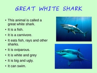 GREAT WHITE SHARK
● This animal is called a
great white shark.
● It is a fish.
● It is a carnivore.
● It eats fish, rays and other
sharks.
● It is oviparous.
● It is white and grey
● It is big and ugly.
● It can swim.
 