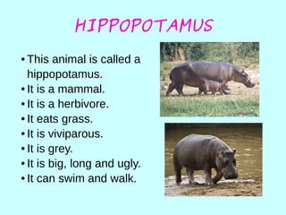 HIPPOPOTAMUS
● This animal is called a
hippopotamus.
● It is a mammal.
● It is a herbivore.
● It eats grass.
● It is viviparous.
● It is grey.
● It is big, long and ugly.
● It can swim and walk.
 