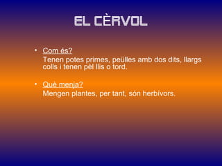 EL CÈRVOL

• Com és?
  Tenen potes primes, peülles amb dos dits, llargs
  colls i tenen pèl llis o tord.

• Què menja?
  Mengen plantes, per tant, són herbívors.
 