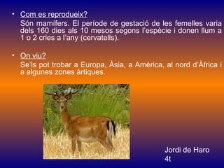 • Com es reprodueix?
  Són mamífers. El període de gestació de les femelles varia
  dels 160 dies als 10 mesos segons l’espècie i donen llum a
  1 o 2 cries a l’any (cervatells).

• On viu?
  Se’ls pot trobar a Europa, Àsia, a Amèrica, al nord d’Àfrica i
  a algunes zones àrtiques.




                                              Jordi de Haro
                                              4t
 