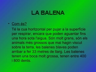 LA BALENA ,[object Object],[object Object]