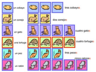 un cobayo tres cobayos
un conejo dos conejos
un gato cuatro gatos
una tortuga
cuatro tortugas
un pez tres peces
un ratón
cinco ratones
 