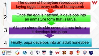 Baby Three Insect Grade 3 ICSE ANIMALS_ COMMON INSECT.pptx