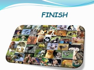 FINISH
 