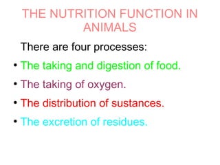 THE NUTRITION FUNCTION IN
ANIMALS
There are four processes:
●
The taking and digestion of food.
●
The taking of oxygen.
●
The distribution of sustances.
●
The excretion of residues.