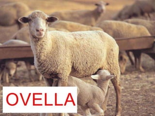 Animals de la granja