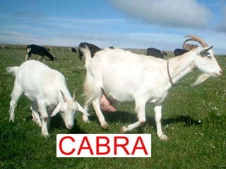 Animals de la granja