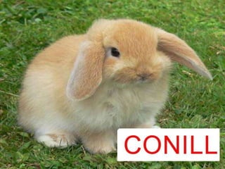 Animals de la granja