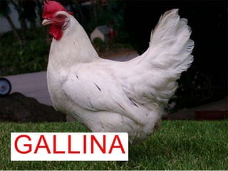 Animals de la granja