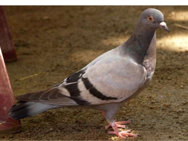 Animals de la granja