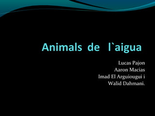 Lucas Pajon
Aaron Macias
Imad El Arguiougui i
Walid Dahmani.
 