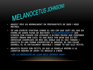•

Aquest peix viu normalment en profunditats de 3000 i 4000
metres.

•

Té una espècie d’antena sobre el seu cap que surt del nas en
forma de canya plena de bacteris ‹‹bioluminiscents›› que
s’encén com esquer per atraure a altres peixos que confonen
aquest òrgan amb cucs. Té una boca tan gran que es pot
empassar exemplars de mes del doble que el seu tamany, i
aquesta és una forma d’aprofitar el menjar. El seu color
vermell el fa virtualment invisible i també té uns ulls petits.

•

Aquests peixos són petits, ja que la femella arriba a la
longitud màxima de 20cm i el mascle a 2’8cm.
‹‹és la producció de llum dels éssers vius››

 