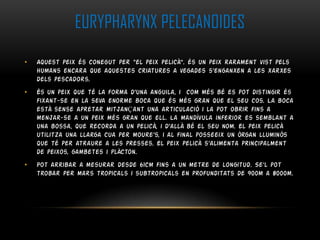 EURYPHARYNX PELECANOIDES
•

Aquest peix és conegut per “el peix pelicà”. és un peix rarament vist pels
humans encara que aquestes criatures a vegades s’enganxen a les xarxes
dels pescadors.

•

És un peix que té la forma d’una anguila, i com més bé es pot distingir és
fixant-se en la seva enorme boca que és més gran que el seu cos. La boca
està sense apretar mitjanÇant una articulació i la pot obrir fins a
menjar-se a un peix més gran que ell. La mandívula inferior es semblant a
una bossa, que recorda a un pelicà, i d’allà bé el seu nom. El peix pelicà
utilitza una llarga cua per moure’s, i al final posseeix un òrgan lluminós
que té per atraure a les presses. El peix pelicà s’alimenta principalment
de peixos, gambetes i plàcton.

•

Pot arribar a mesurar desde 61cm fins a un metre de longitud. Se'l pot
trobar per mars tropicals i subtropicals en profunditats de 900m a 8000m.

 