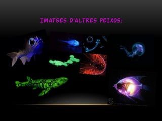 IMATGES D’ALTRES PEIXOS:

 
