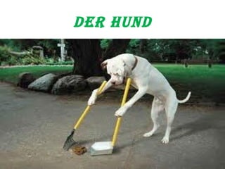 Der hund 