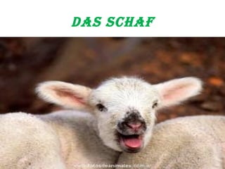 das Schaf 