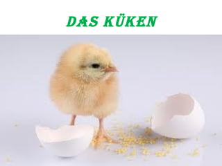 das Küken 