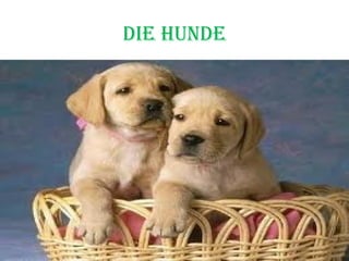 die Hunde 