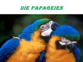 Die Papageien 