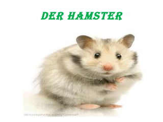 der Hamster 