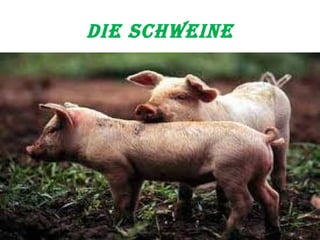 die Schweine 