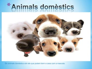 Els animals domèstics són els que podem tenir a casa com a mascota.
*
 