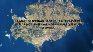 LA MARE DE N’ARNAU HA VENGUT A LA CLASSE PER
PARLAR-NOS I ENSENYAR-NOS ANIMALS QUE VIUEN
A EIVISSA.
 