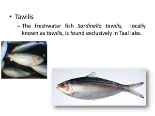 Animals endemic to the philippines | PPTX