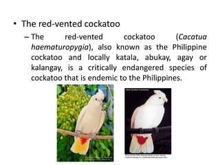 Animals endemic to the philippines