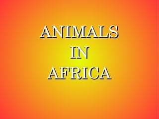 ANIMALS IN AFRICA 
