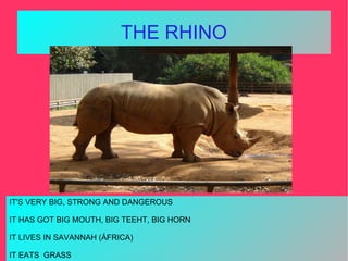 THE RHINO IT'S VERY BIG, STRONG AND DANGEROUS IT HAS GOT BIG MOUTH, BIG TEEHT, BIG HORN IT LIVES IN SAVANNAH (ÁFRICA) IT E...