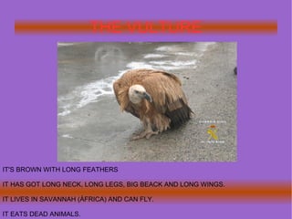 THE VULTURE IT'S BROWN WITH LONG FEATHERS IT HAS GOT LONG NECK, LONG LEGS, BIG BEACK AND LONG WINGS. IT LIVES IN SAVANNAH ...