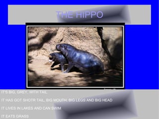 THE HIPPO IT'S BIG, GREY, WITH TAIL. IT HAS GOT SHOTR TAIL, BIG MOUTH, BIG LEGS AND BIG HEAD IT LIVES IN LAKES AND CAN SWI...