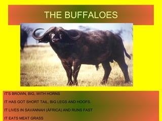 THE BUFFALOES IT'S BROWN, BIG, WITH HORNS IT HAS GOT SHORT TAIL, BIG LEGS AND HOOFS. IT LIVES IN SAVANNAH (ÁFRICA) AND RUN...