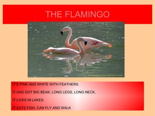 THE FLAMINGO IT'S PINK AND WHITE WITH FEATHERS. IT HAS GOT BIG BEAK, LONG LEGS, LONG NECK. IT LIVES IN LAKES.  IT EATS FIS...
