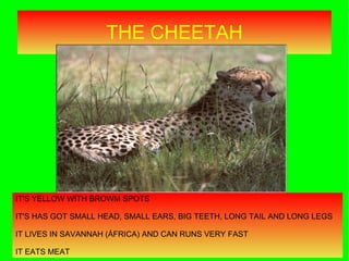 THE CHEETAH IT'S YELLOW WITH BROWM SPOTS IT'S HAS GOT SMALL HEAD, SMALL EARS, BIG TEETH, LONG TAIL AND LONG LEGS IT LIVES ...