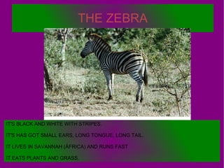 THE ZEBRA IT'S BLACK AND WHITE WITH STRIPES. IT'S HAS GOT SMALL EARS, LONG TONGUE, LONG TAIL. IT LIVES IN SAVANNAH (ÁFRICA...