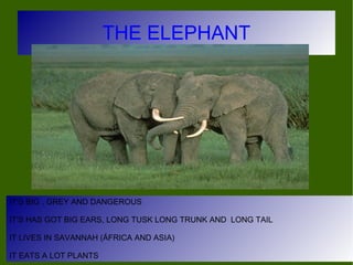 THE ELEPHANT IT'S BIG , GREY AND DANGEROUS IT'S HAS GOT BIG EARS, LONG TUSK LONG TRUNK AND  LONG TAIL IT LIVES IN SAVANNAH...