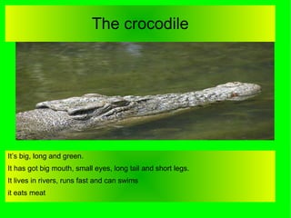 The crocodile It’s big, long and green. It has got big mouth, small eyes, long tail and short legs. It lives in rivers, ru...