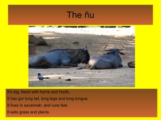 The ñu It’s big, black with horns and hoofs. It has gor long tail, long legs and long tongue. It lives in savannah, and ru...