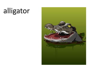 alligator
 