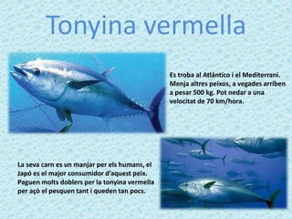 Tonyina vermella
                                               Es troba al Atlántico i el Mediterrani.
                                               Menja altres peixos, a vegades arriben
                                               a pesar 500 kg. Pot nedar a una
                                               velocitat de 70 km/hora.




La seva carn es un manjar per els humans, el
Japó es el major consumidor d’aquest peix.
Paguen molts doblers per la tonyina vermella
per açò el pesquen tant i queden tan pocs.
 