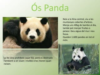 Ós Panda
                                                      Neix a la Xina central, viu a les
                                                      muntanyes cobertes d’arbres.
                                                      Menja uns 40kg de bambú al dia,
                                                      també pot menjar fruites o
                                                      peixos i beu aigua del rius i neu
                                                      fossa.
                                                      Queden 1.600 pandes en tot el
                                                      món.




La llei xina prohibeix caçar-los, però es destrueix
l’ambient a on viuen i moltes cries moren quan
neixen.
 