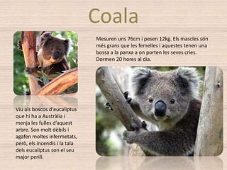 Coala
                               Mesuren uns 76cm i pesen 12kg. Els mascles són
                               més grans que les femelles i aquestes tenen una
                               bossa a la panxa a on porten les seves cries.
                               Dormen 20 hores al dia.




Viu als boscos d'eucaliptus
que hi ha a Austràlia i
menja les fulles d’aquest
arbre. Son molt dèbils i
agafen moltes infermetats,
però, els incendis i la tala
dels eucaliptus son el seu
major perill.
 